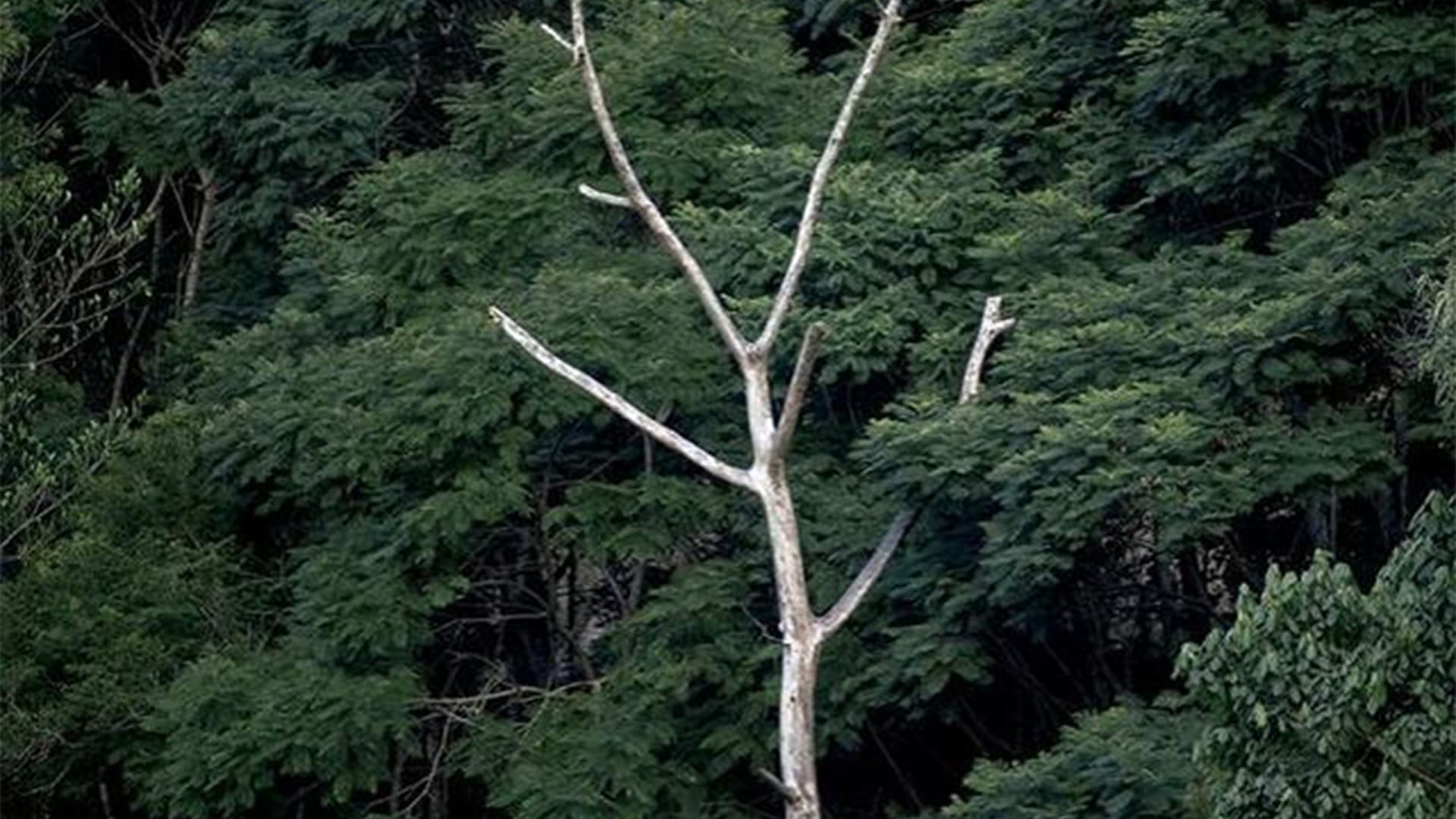 Amazon Guardian 1